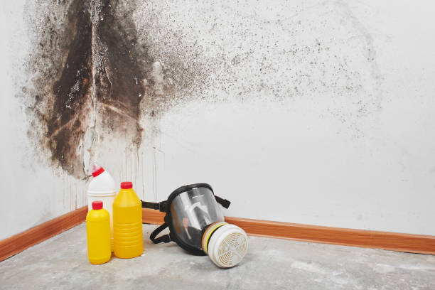 Best White Mold Remediation in , NV