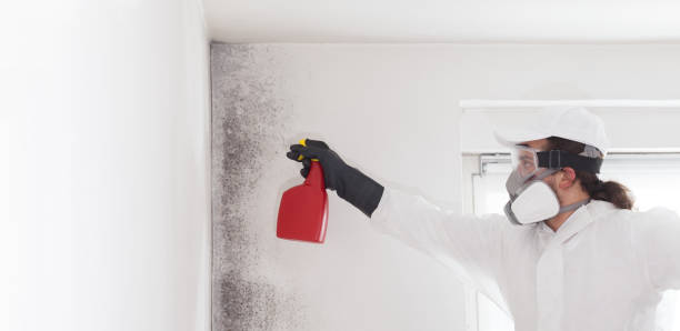 Best Mold Remediation for Specific Building Types in , NV