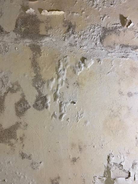 Best Attic Mold Remediation in , NV