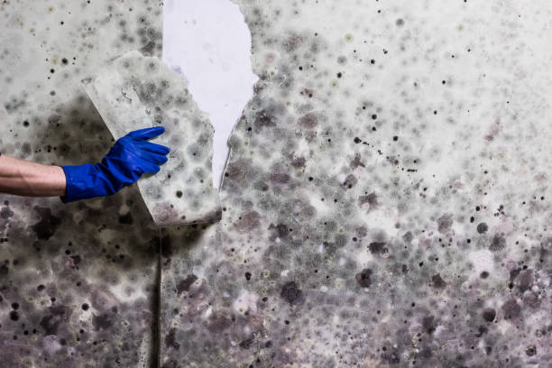 Best Post-Flood Mold Remediation in , NV