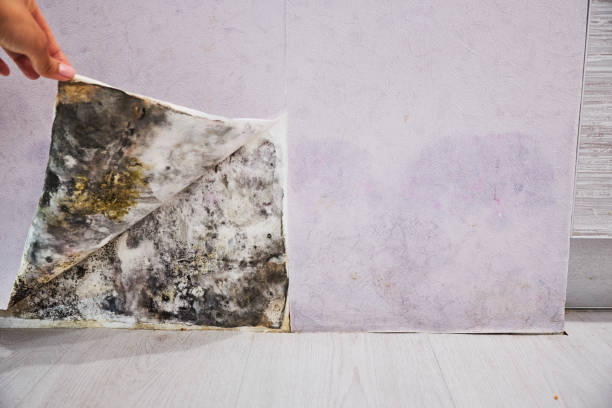 Best Mold Remediation for Schools in , NV